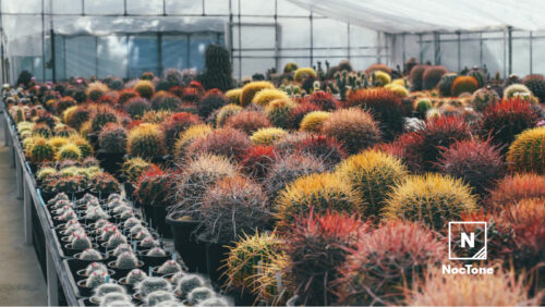 サボテンの宝庫。長野県にある『堀川カクタス』に行きました NocTone